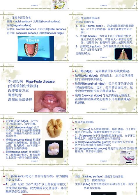 嘴巴器官|口腔解剖与生理